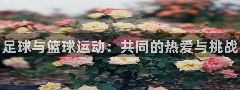 J9官网下载平台注册：足球与篮球运动：共同的热爱与挑战
