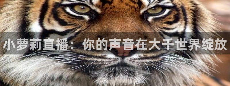 袋鼠直播篮球